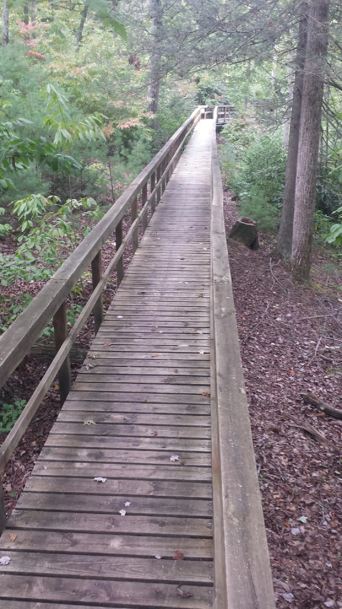 Long wood walkway with handrails built through the woods in Ashland